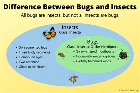 Difference Between Bugs and Insects