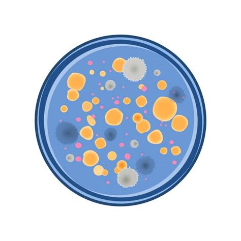 90+ Drawing Of A Petri Dish Bacteria Stock Illustrations, Royalty-Free ...