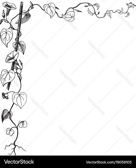 Morning glory have leaves vine in this border Vector Image