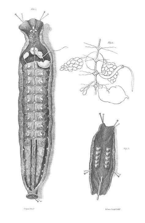 Hirudo medicinalis anatomy by Syme - PICRYL - Public Domain Media ...