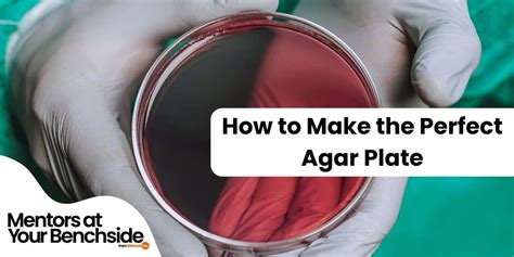 How to Make the Perfect Agar Plate - Bitesize Bio