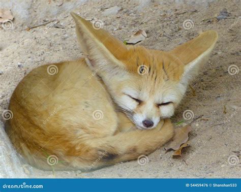 A Fennec Fox sleeping stock photo. Image of cute, asian - 54459476