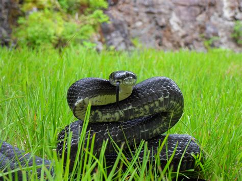 File:Black Rat Snake-.JPG - Wikimedia Commons