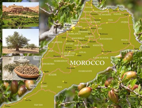 Argan Tree | City resort, Argan oil, Morocco