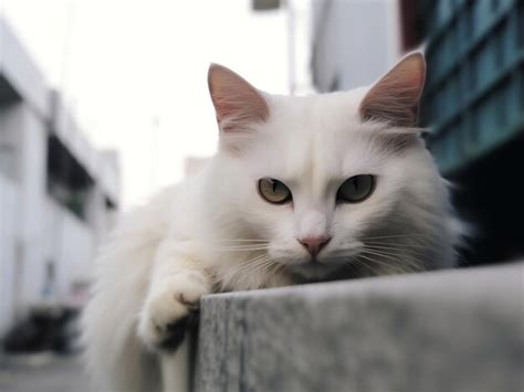 Premium AI Image | white angora cat relaxing in shed with a glare