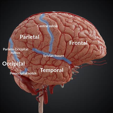 Brain – Main sulci and gyri | UpSurgeOn