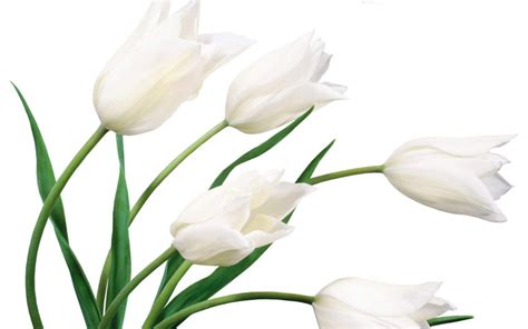 flowers for flower lovers.: Beautiful white flowers wallpapers.