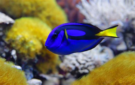 Fish cognition: Why Dory isn’t as dumb as she seems - Earth.com