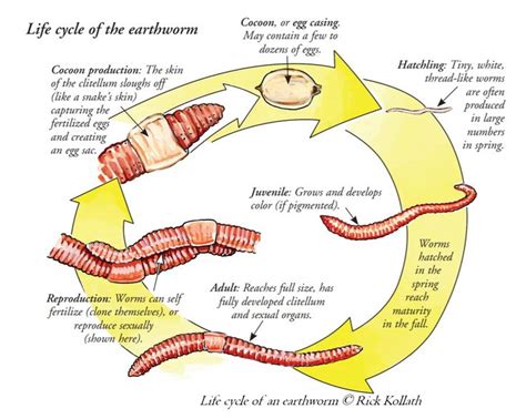 the life cycle of an earthworm, with all its components labeled in red and yellow