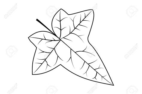 Ivy Leaf Drawing at GetDrawings | Free download