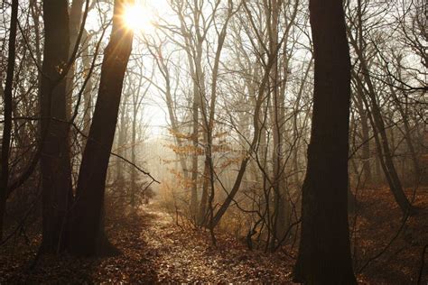 Beautiful Misty Forest Path with Sunbeam Stock Image - Image of mist, dark: 140326509