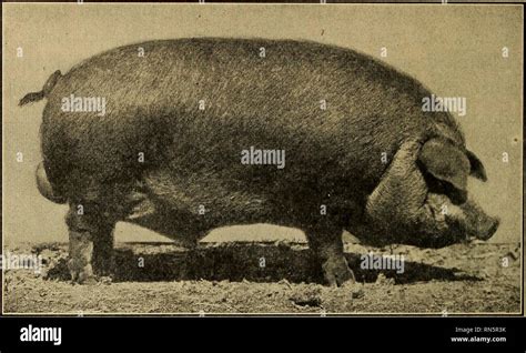 Duroc Pig Characteristics