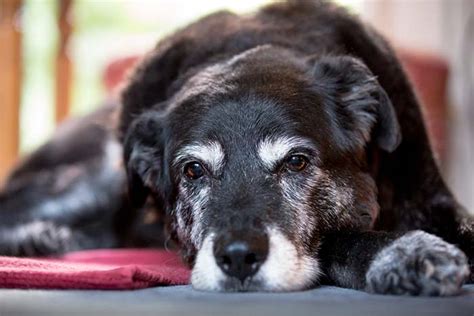 8 Signs of Aging in Senior Dogs – Top Dog Tips