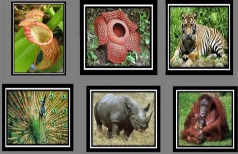 10 Fauna dan Flora Terlangka di Indonesia