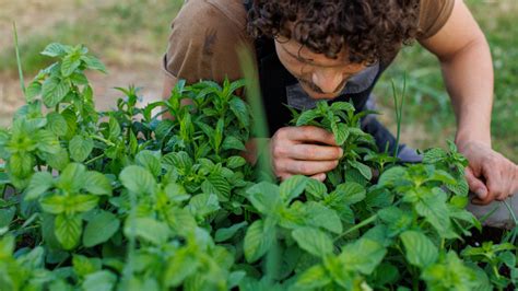 How To Naturally Deter Skunks With Mint