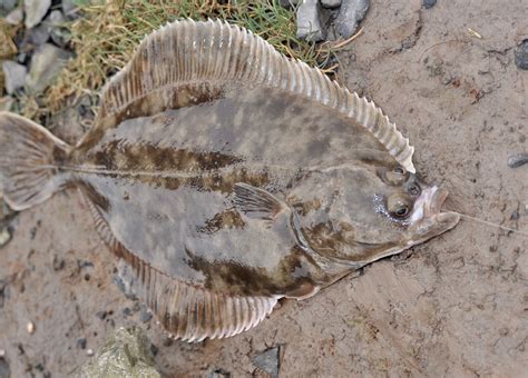 Flounder - Fishing in Wales