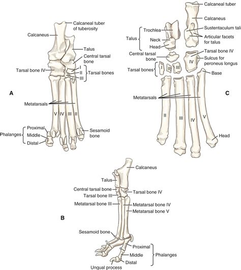 Canine Anatomy | Veterian Key