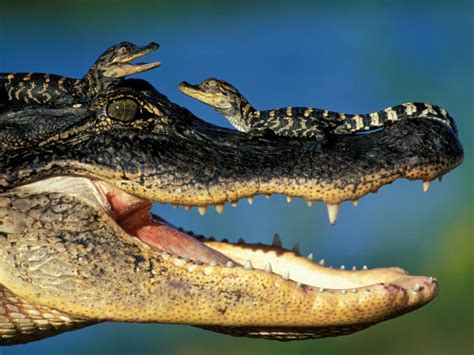 🔥 An Alligator with 2 of her hatchlings 🔥 : r/NatureIsFuckingLit