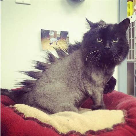 Are you a cat person? You can't miss these 18 cat haircuts!