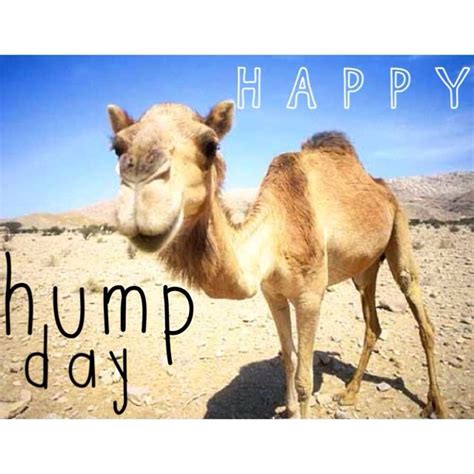 Happy Hump Day Meme