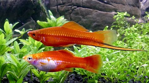 23 High-solution Swordtail Fish Images With No Water Mark