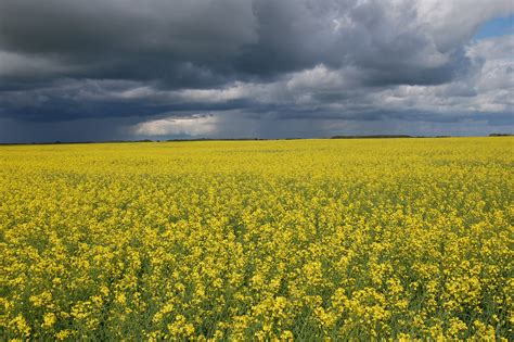 Yellow Canola Field Wallpapers - Wallpaper Cave