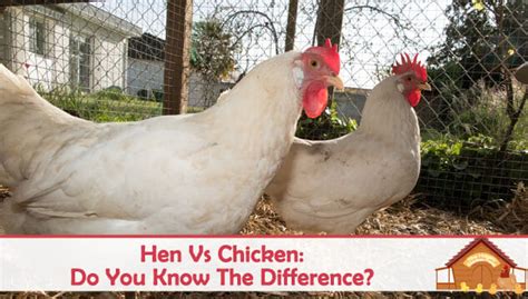 Hen Vs Chicken: Do You Know The Difference?