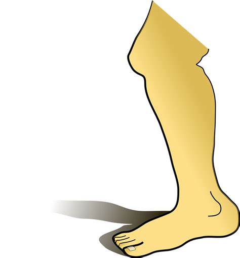 Download Leg, Shin, Foot. Royalty-Free Vector Graphic - Pixabay