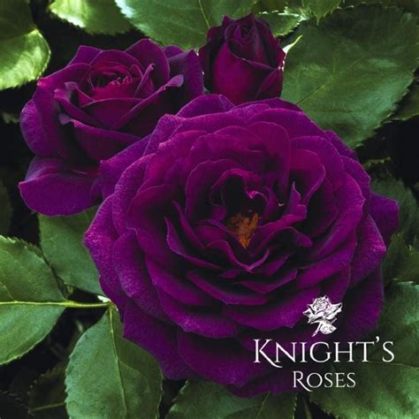 Ebb Tide - BUY THIS ROSE ONLINE - Knight's Roses Australia