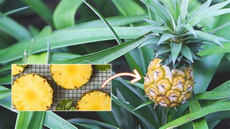 How To Grow Pineapple From Seed (Two Methods)