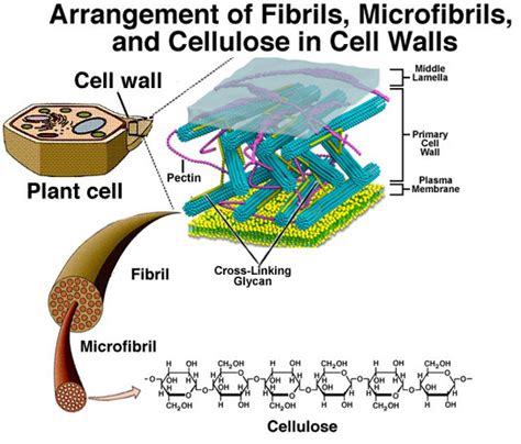 Index of /72346/PlantCell/images