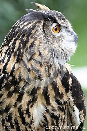 Eagle Owl Hunting Stock Image - Image: 3498851