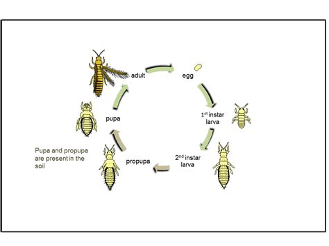 Chemical control of western flower thrips | Agriculture and Food