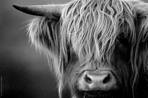 Cow Photography Black And White