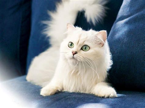 Turkish Angora Cats Information-Facts & Pictures | All Wildlife Photographs