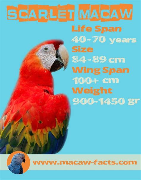 Lifespan Scarlet Macaw – Macaw Facts