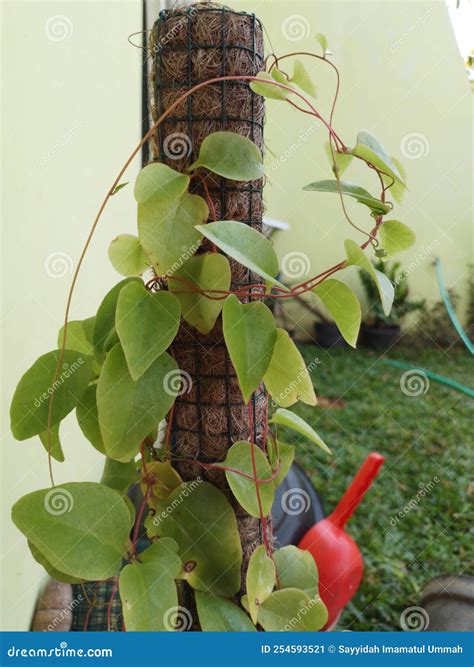 Binahong Plant that Has Many Health Benefits Stock Image - Image of plant, health: 254593521