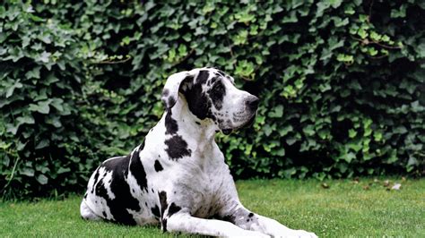 Harlequin Great Dane: Characteristics, Temperament, and Care – PawSafe