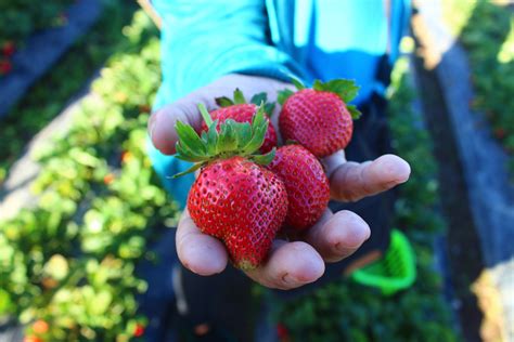 Breathtaking Baguio (Part 1): Strawberry fields forever