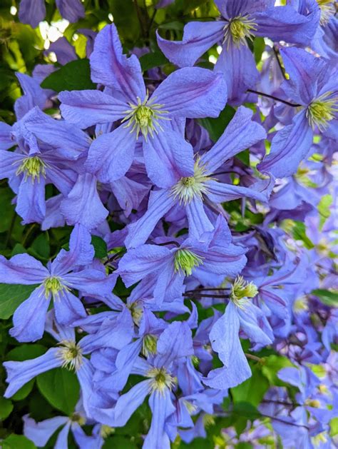 My Blooming Clematis Vines - The Martha Stewart Blog