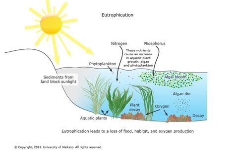 Eutrophication — Science Learning Hub