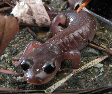 Arboreal Salamander | Elkhorn Slough