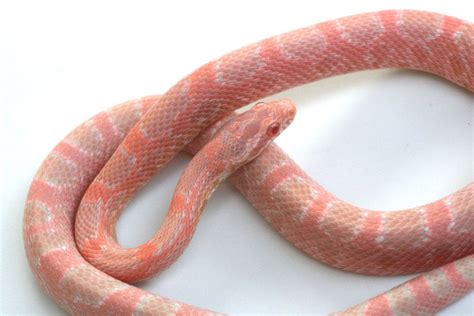 Salmon snake | Pet snake, Corn snake, Reptile room