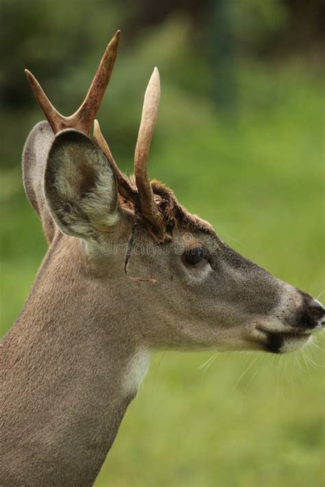 Whitetail Buck with Antlers Shedding Velvet. Stock Image - Image of fall, beautiful: 199510871