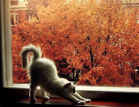 Autumn Cat Wallpapers - Top Free Autumn Cat Backgrounds - WallpaperAccess