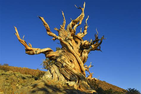 Methuselah Tree, White Mountains, USA