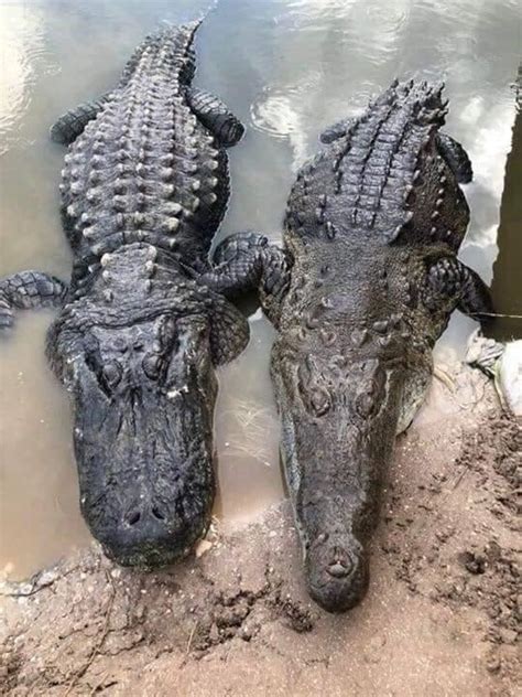 Caiman Vs Alligator Vs Crocodile