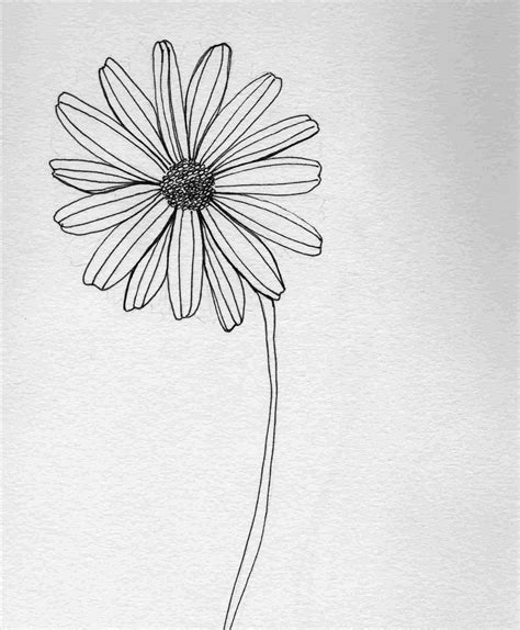 Pen And Ink Flower Drawings at PaintingValley.com | Explore collection of Pen And Ink Flower ...