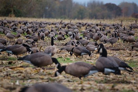 Goose Hunting – Dave Smith Decoys