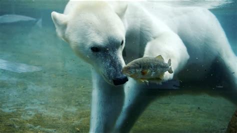 Polar Bear Hunting Fish